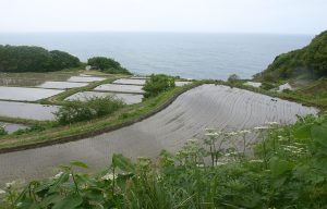 暮坪の棚田