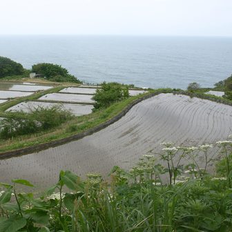 暮坪の棚田