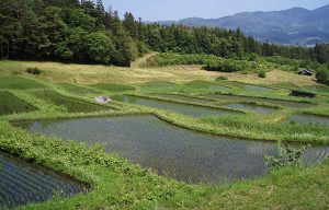 山吹の棚田