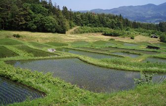 山吹の棚田