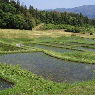 山吹の棚田