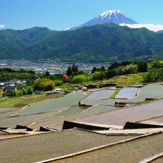 中野の棚田
