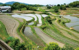 長澤の棚田