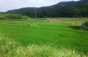 西山の棚田