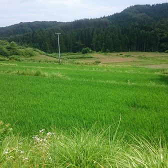 西山の棚田