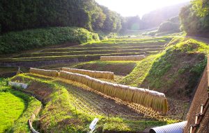 国見の棚田