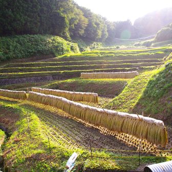国見の棚田