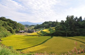 軸丸の棚田