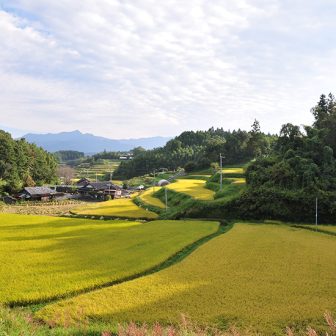 軸丸の棚田