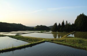 兵庫畑の棚田