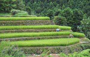 日光の棚田
