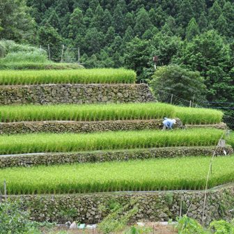 日光の棚田