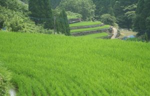 天神木場の棚田