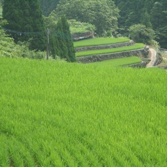 天神木場の棚田