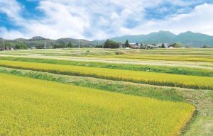蔵王上野の棚田