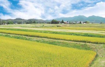 蔵王上野の棚田