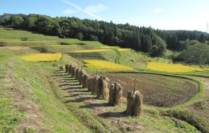 蔵王駒鳴の棚田