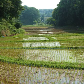 図師の棚田