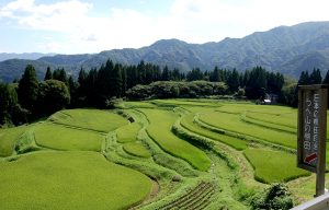 うへ山の棚田