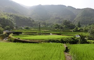 向江の棚田