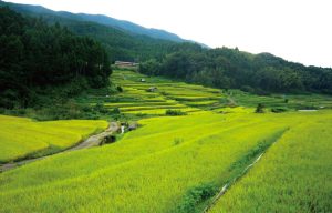 初瀬棚田と近畿日本鉄道大阪線［長谷寺～榛原間］