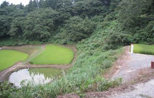 木沢