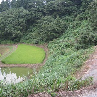 木沢