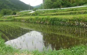 奥住小保木（おくずみこぼき）