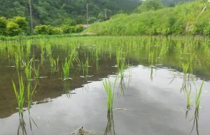 奥住小保木（おくずみこぼき）