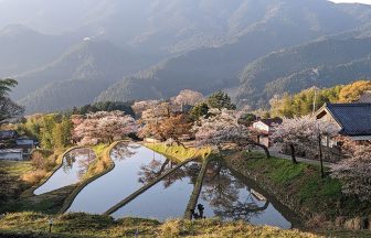 2023三多気の桜 (1)