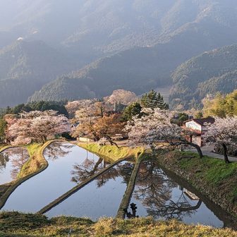 2023三多気の桜 (1)