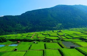野沢沖の棚田