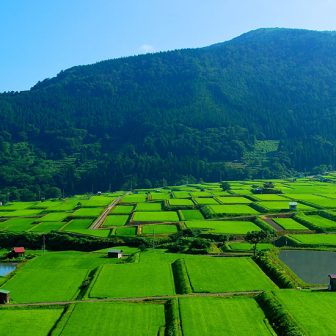 野沢沖の棚田
