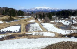 比礼カカシアート棚田1