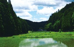 初夏の千万町棚田