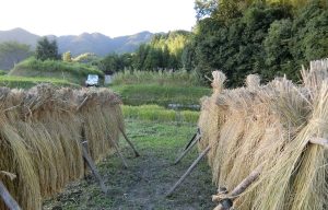 伊賀　西山の棚田4