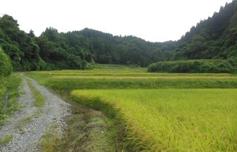 飯寺の棚田