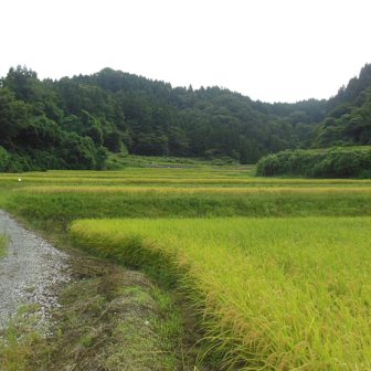 飯寺の棚田