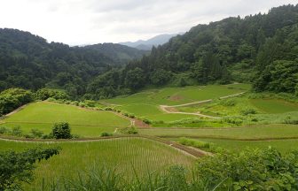 蓬平の棚田