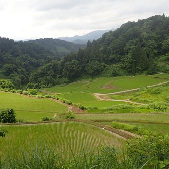 蓬平の棚田