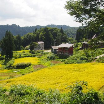 菅刈の棚田