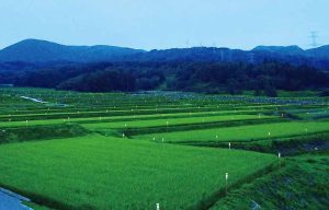 明光寺の棚田