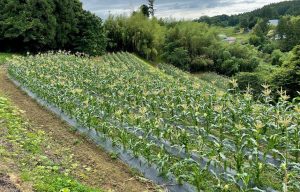 津山町沢田地区3