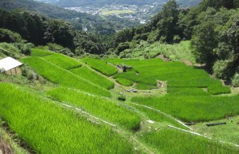白橿　夏