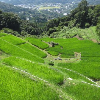 白橿　夏