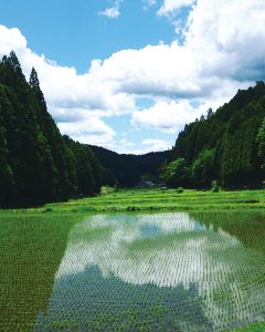 初夏の千万町棚田