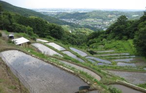 白樫 田植えの後