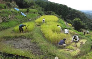 白樫 稲刈り