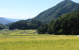 市野川棚田
