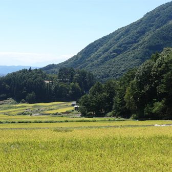 市野川棚田